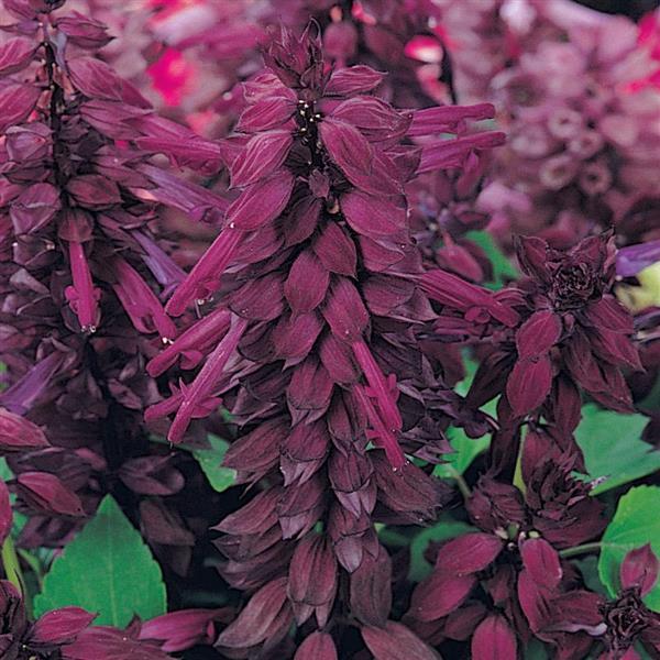 Salvia Vista™