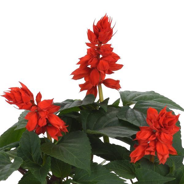 Salvia Vista™