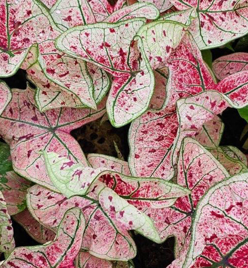 Caladium Yad Fun - 1 bulb