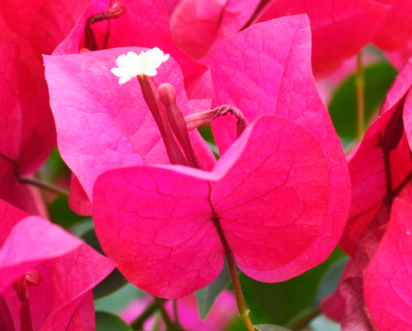 Bougainvillea, Barbara Karst