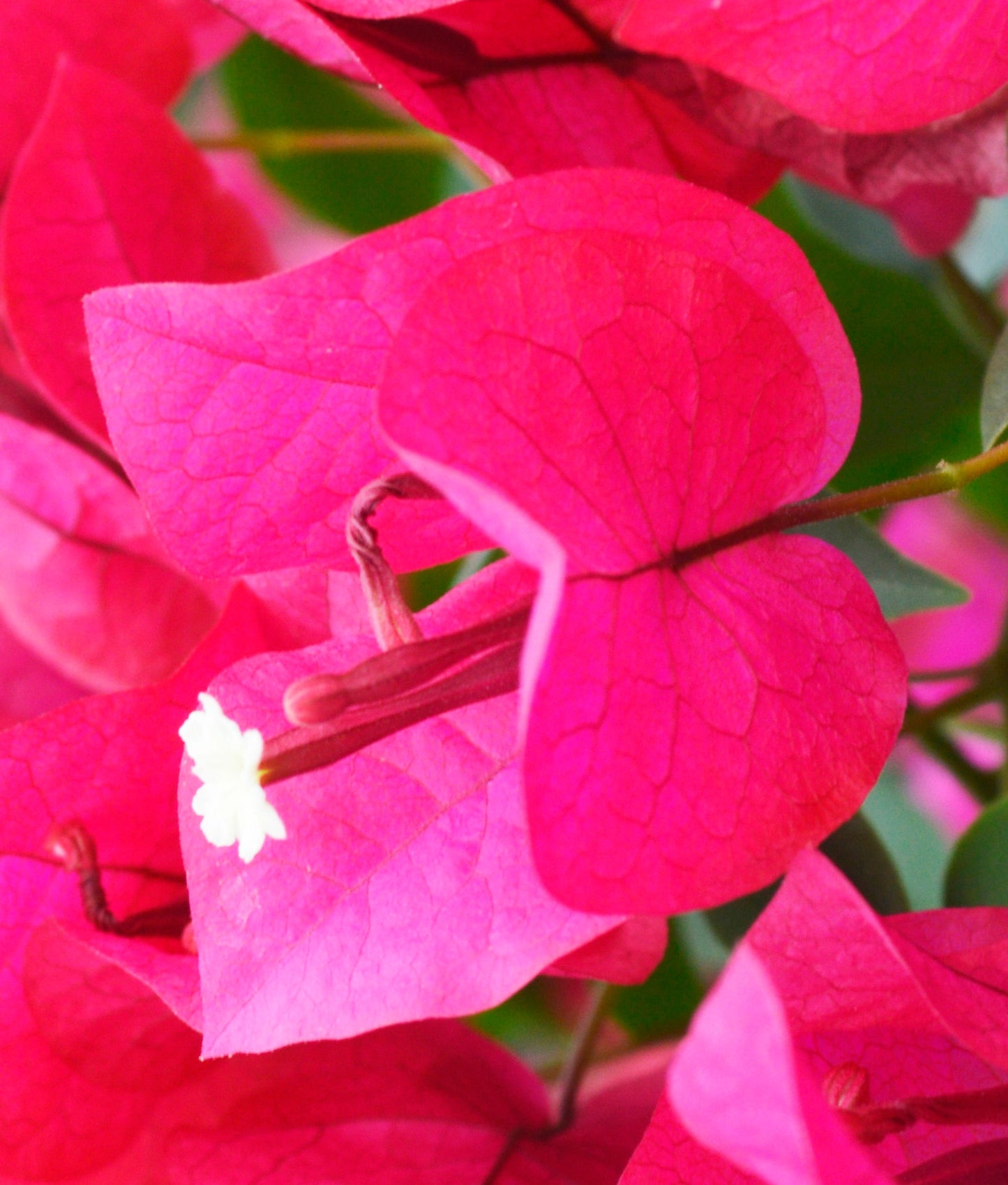 Bougainvillea, Barbara Karst