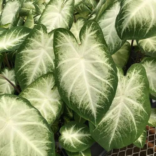 Caladium Aaron - 3 bulbs