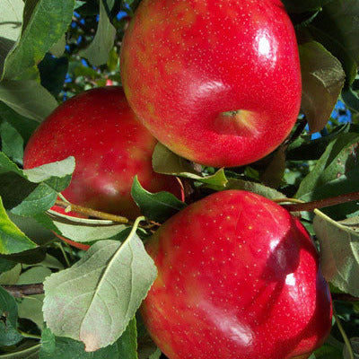 Apple, Honeycrisp