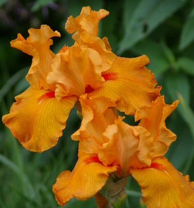 Iris germanica