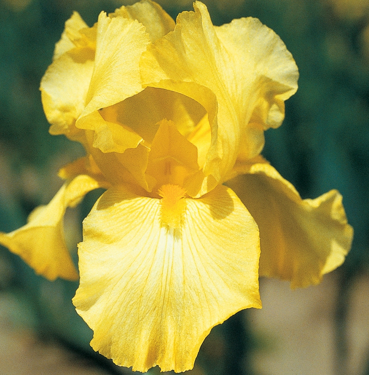 Iris germanica