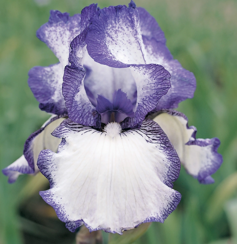 Iris germanica