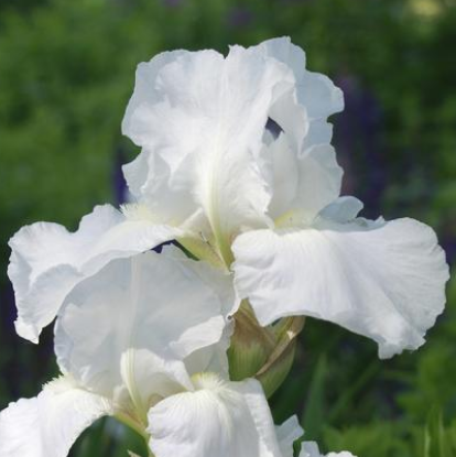 Iris germanica