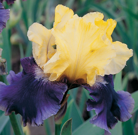 Iris germanica