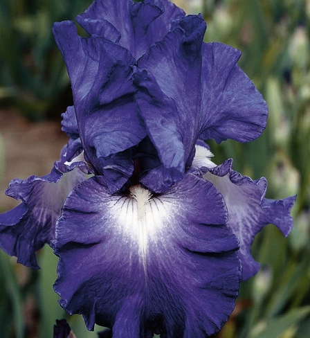 Iris germanica
