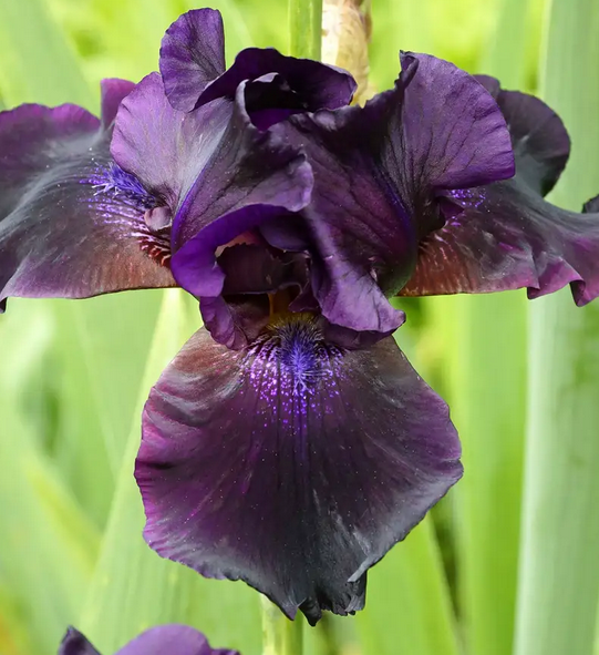 Iris germanica