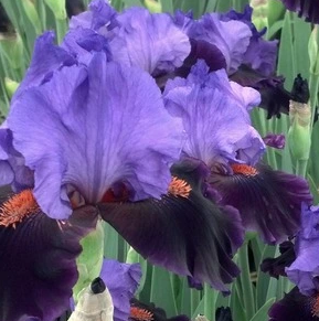 Iris germanica